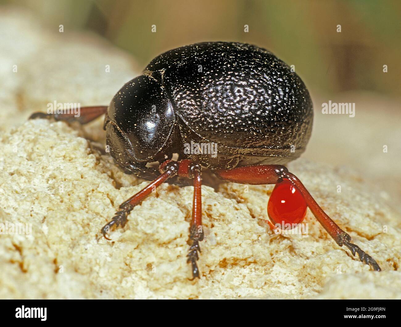 To ward off enemies, a beetle (presumably family Scarabaeidae) excretes a drop of blood from the knee joint. Germany Stock Photo