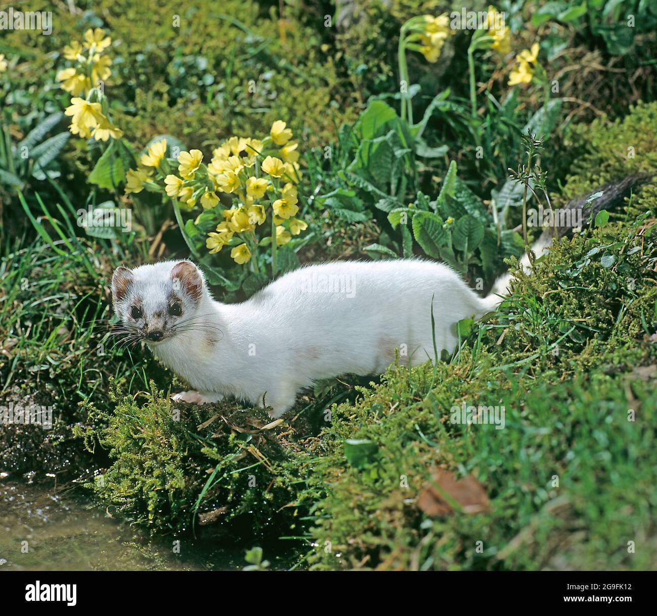Ermine, Stoat (Mustela erminea). Adult on the banks of a stream in spring. The animal is just beginning to change its coat. Germany Stock Photo