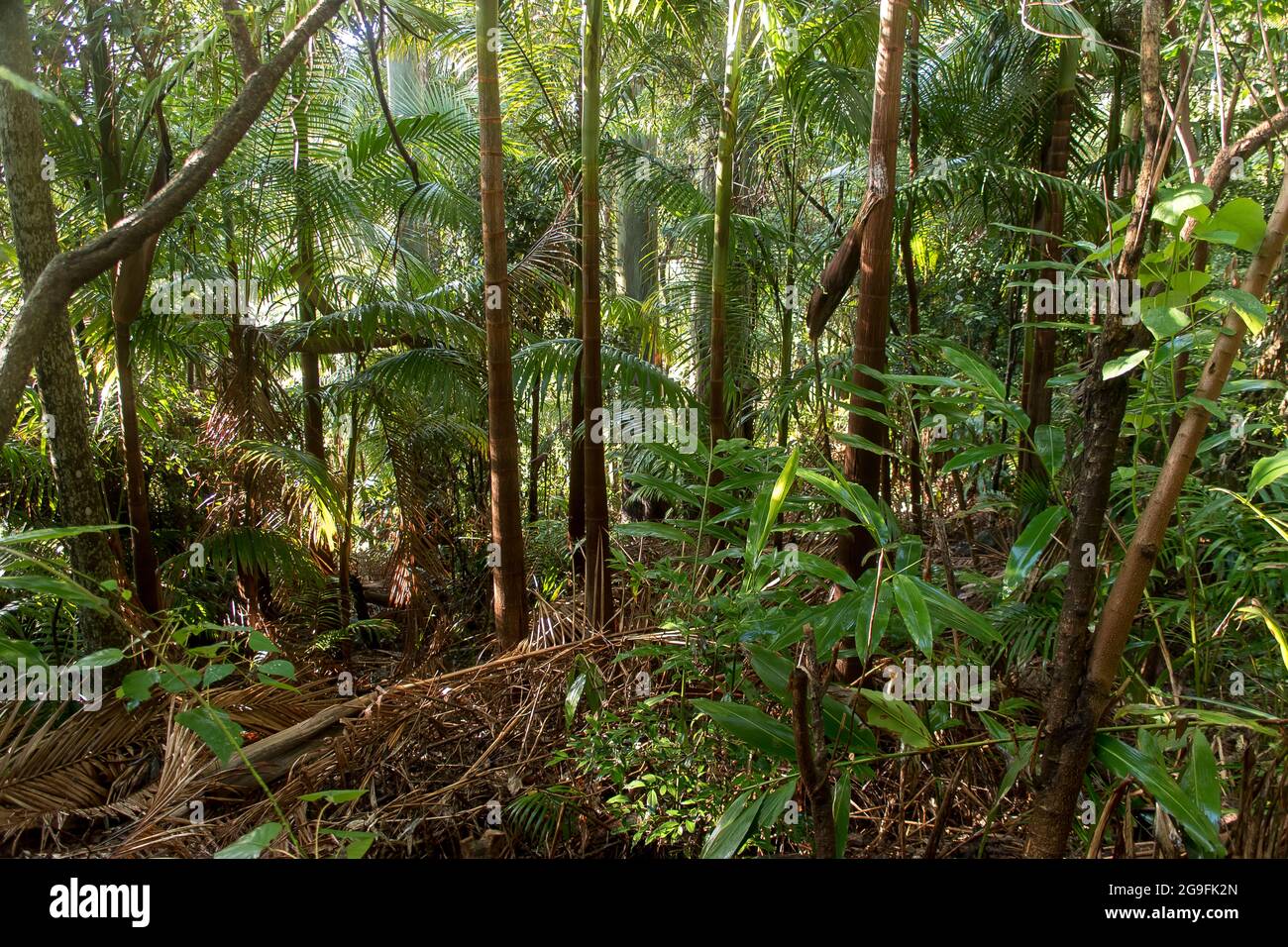 Dense, green understorey of lowland Subtropical rainforest with  gum-tree trunks, palms and gingers. Dull winter's day, Tamborine Mountain, Australia. Stock Photo