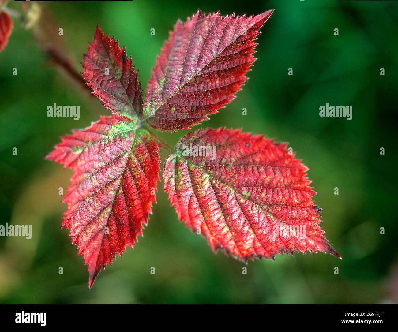 Blackberry, Bramble (Rubus fruticosus). Autumn leaf. Germany Stock Photo
