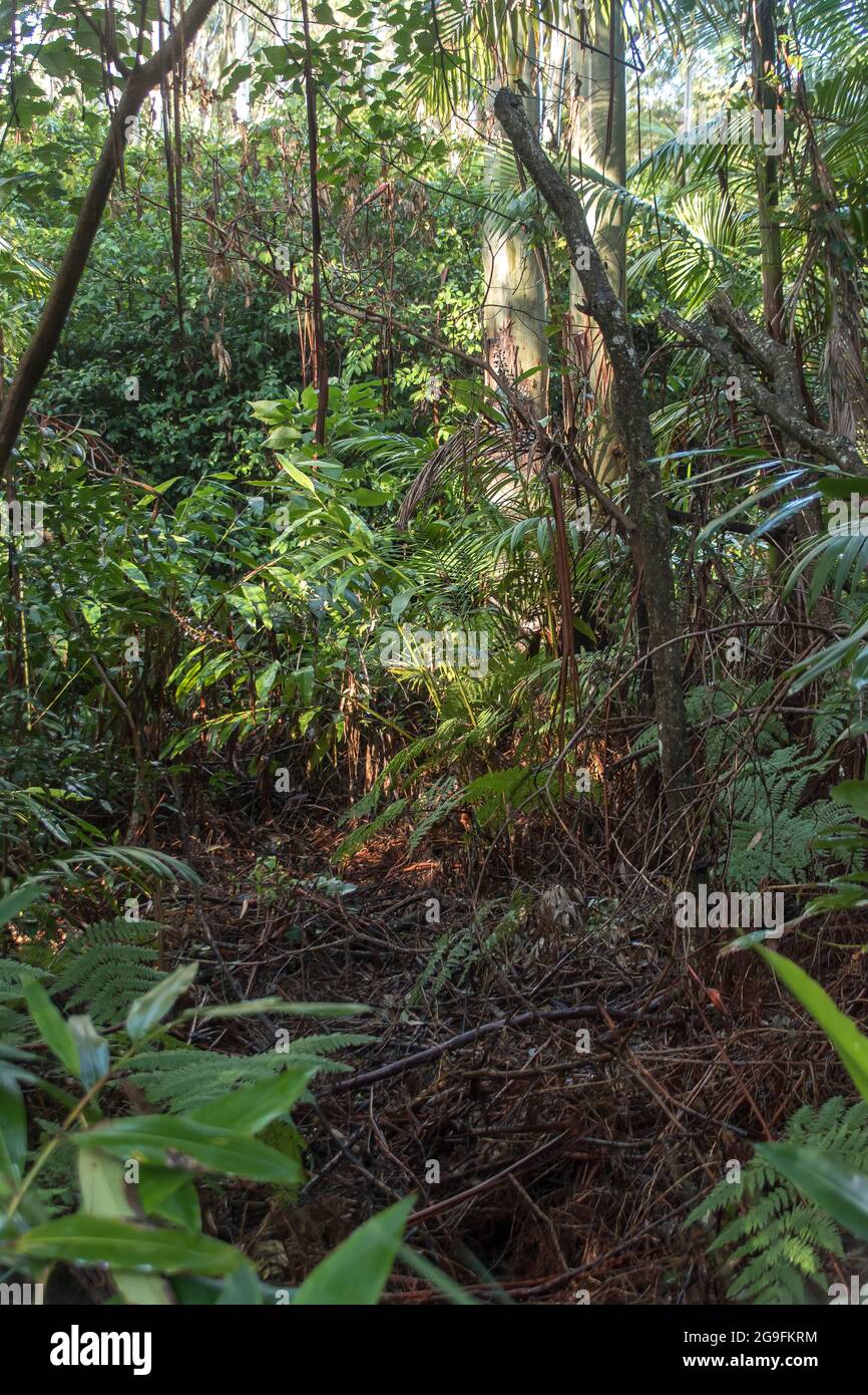 Dense, green understorey of lowland Subtropical rainforest with palms, gingers and gum trees. Winter's day, Tamborine Mountain, Australia. Stock Photo