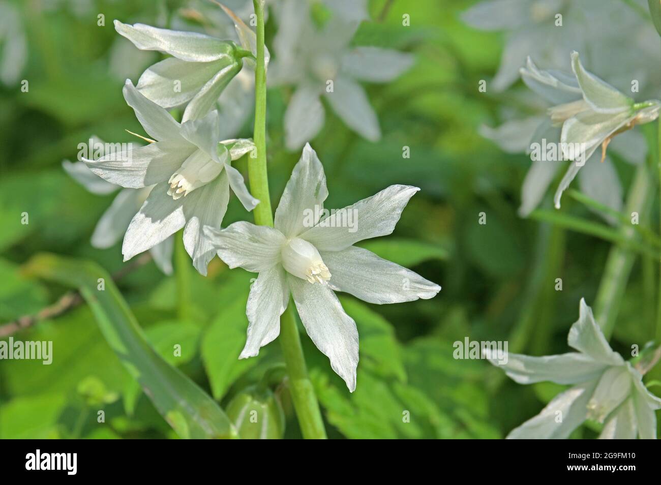 St Bernard's Lily (Anthericum liliago), flowers. Germany Stock Photo