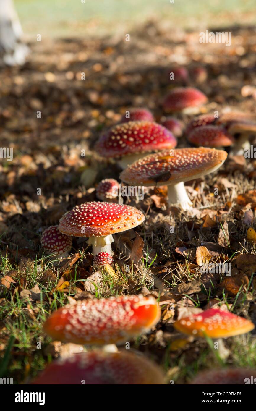 Closeup of the growing spotted fly agarics in the park in Buxton Stock Photo