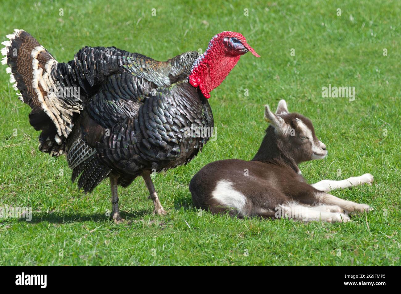 Domestic Turkey approaching young Thuringian Goat (Capra aegagrus hircus), sleeping on a pasture. Germany Stock Photo