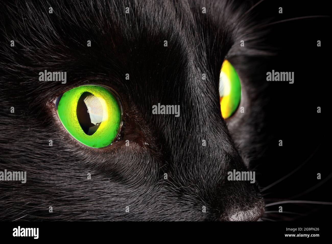 Black cat, close up Stock Photo - Alamy