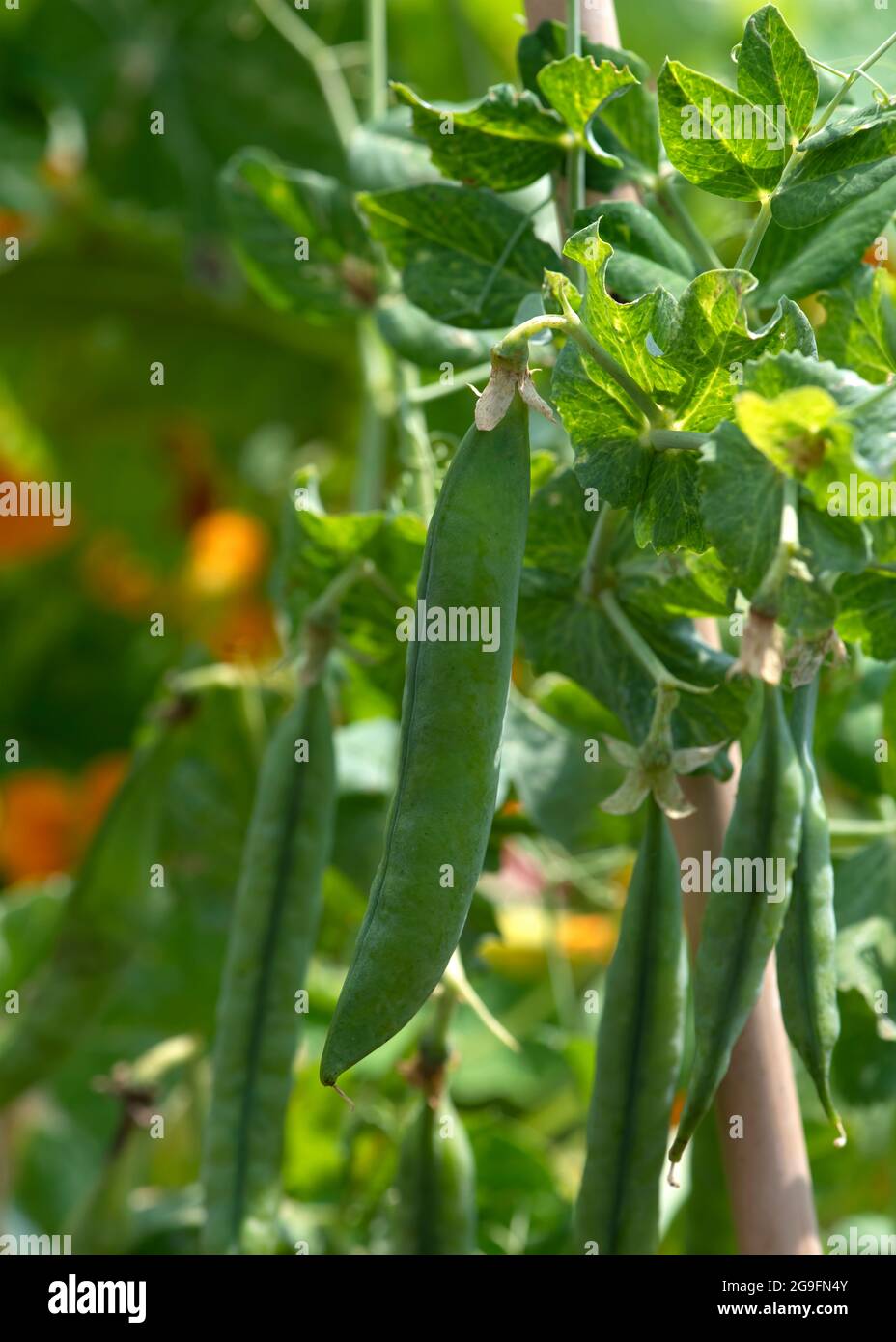 pea plant showing unopened pods in a graden setting or allotment  vertical image with copy space and blurred background Stock Photo