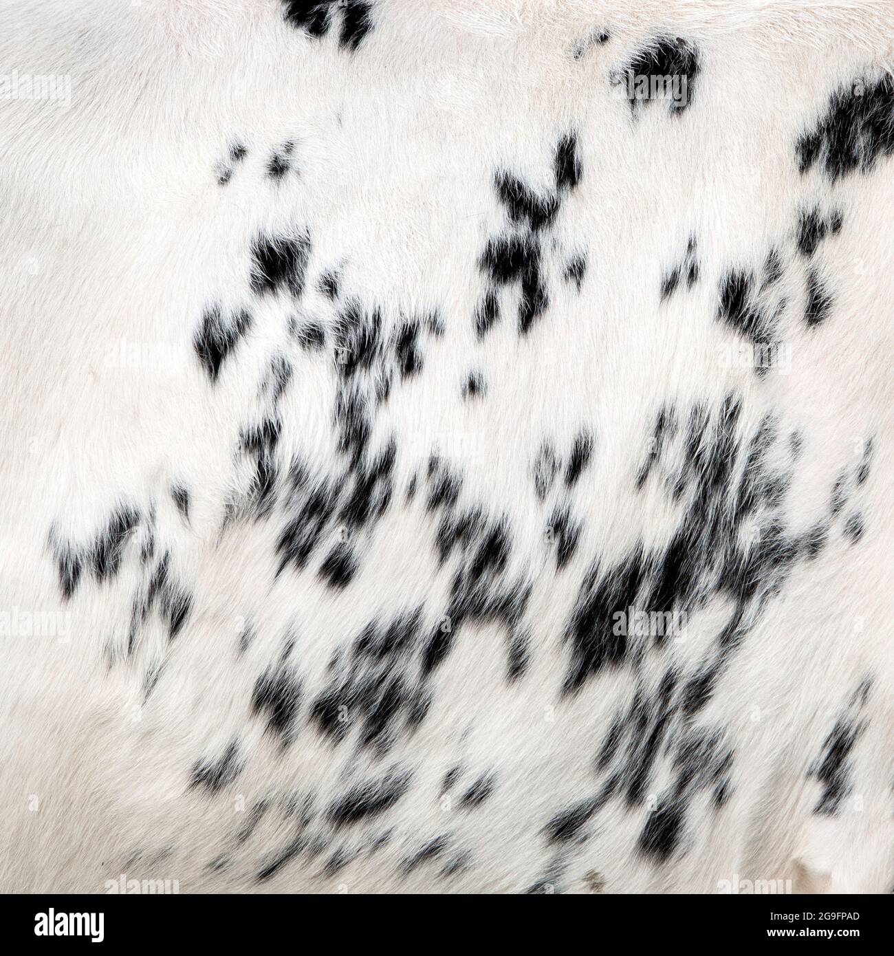 black and white part of cowhide seen in closeup Stock Photo