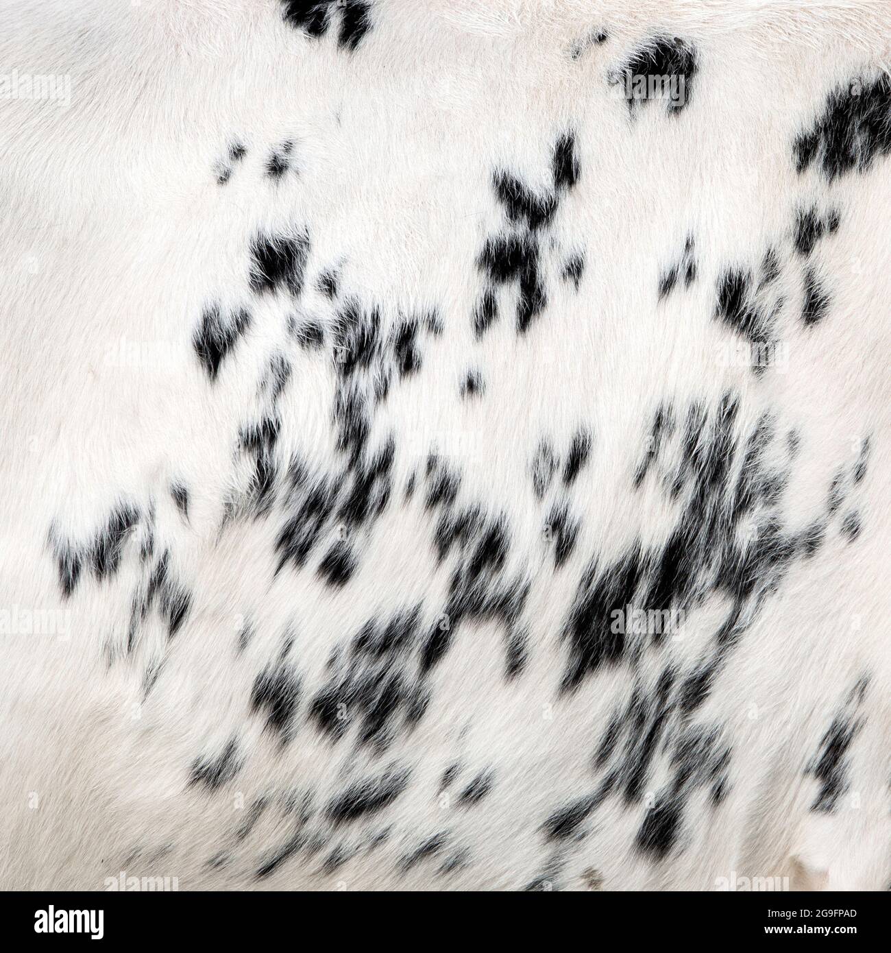 black and white part of cowhide seen in closeup Stock Photo - Alamy