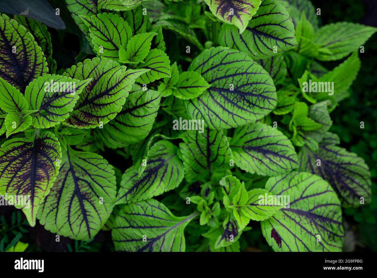 Closeup nature view of green leaf background Stock Photo - Alamy