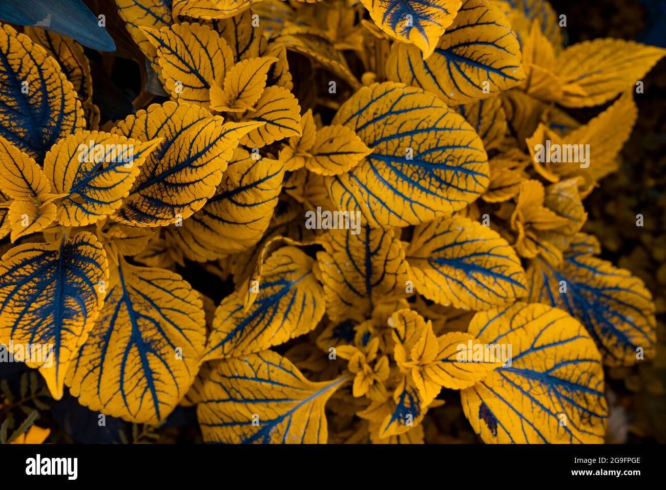 Closeup nature view of green leaf background Stock Photo - Alamy