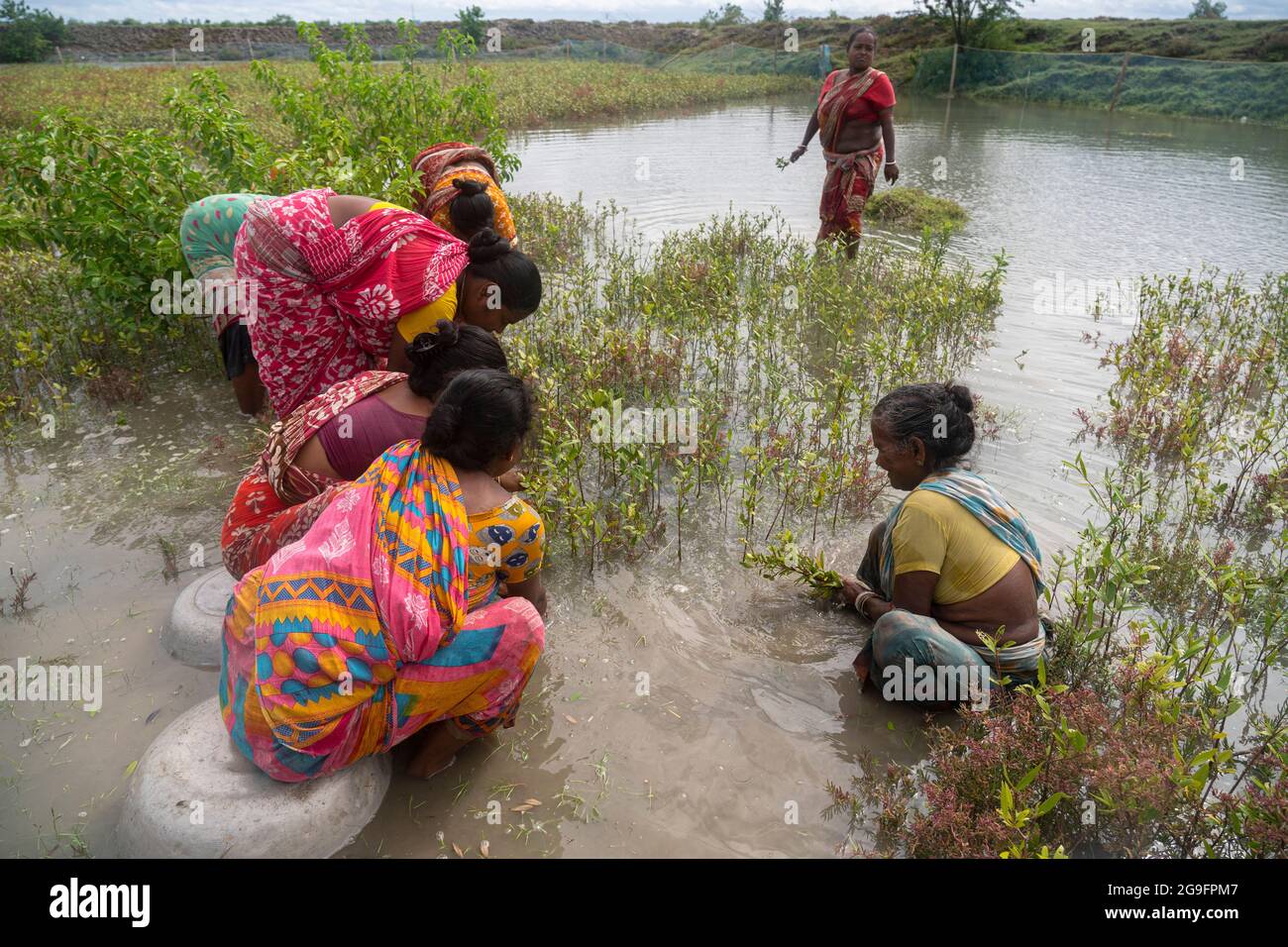 Women plant mangrove saplings in the riverside in the Sundarbans. (Photo by Sudip Maiti/Pacific Press/Sipa USA) Stock Photo