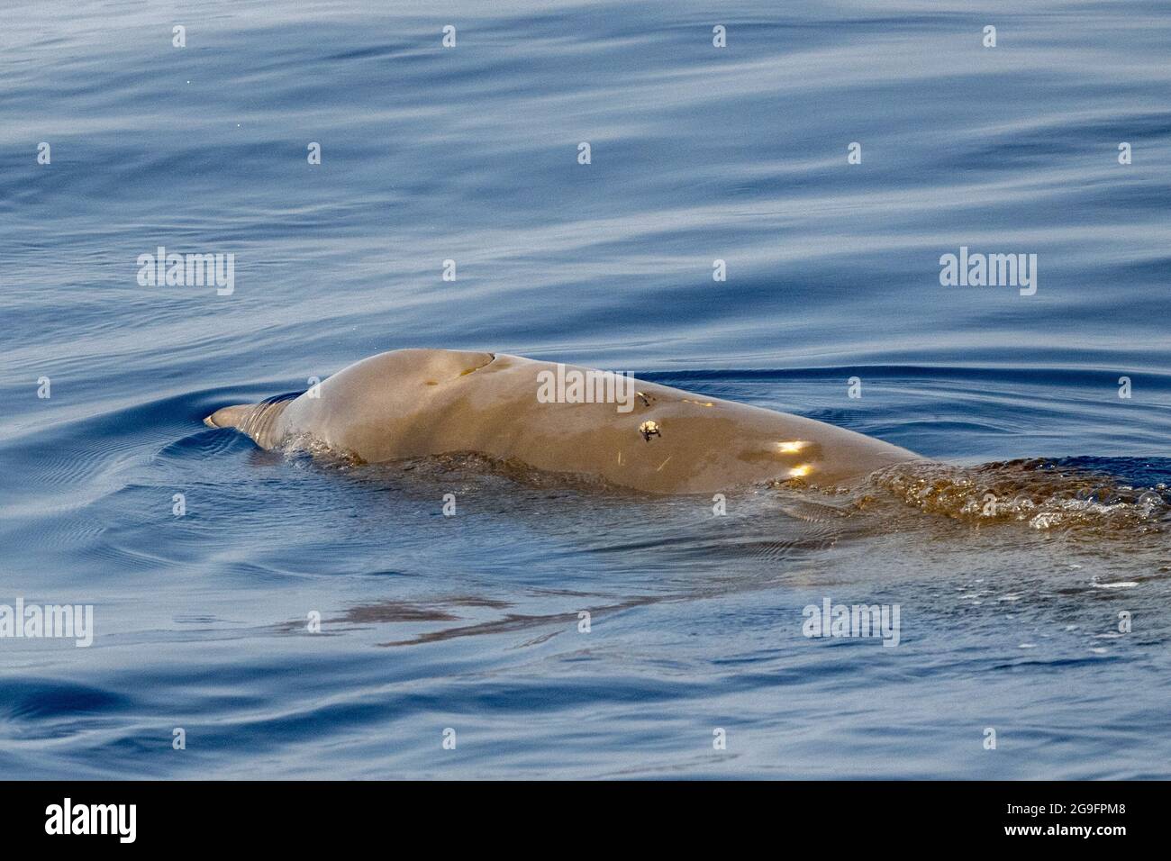 Dolphin name Cuvier's whale ultra rare to see Stock Photo