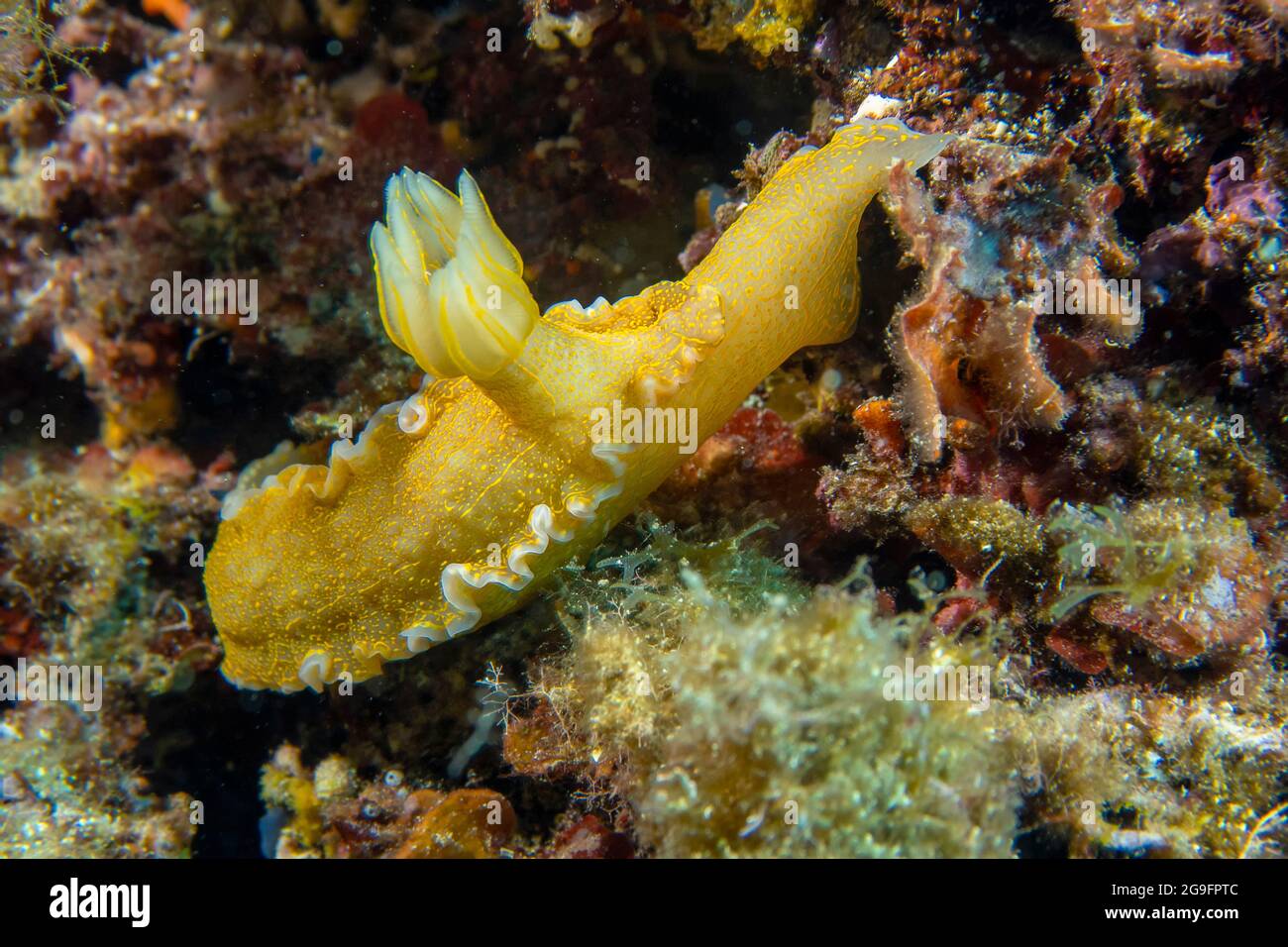 A Giant Doris (Hypselodoris picta) in the Mediterranean Sea Stock Photo