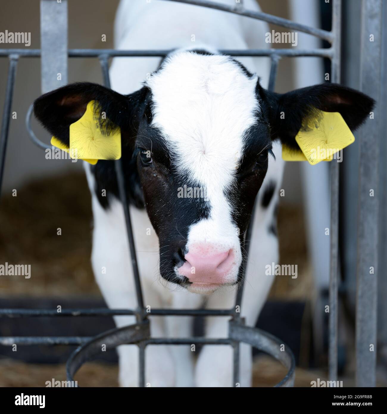 portrait of young black and white spotted calf Stock Photo - Alamy