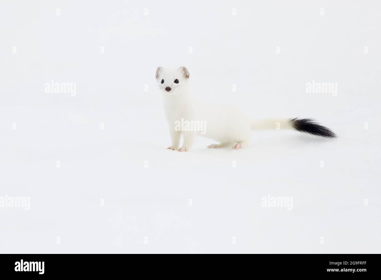 Ermine, Stoat (Mustela erminea). Adult in wintry livery in snow. Switzerland Stock Photo