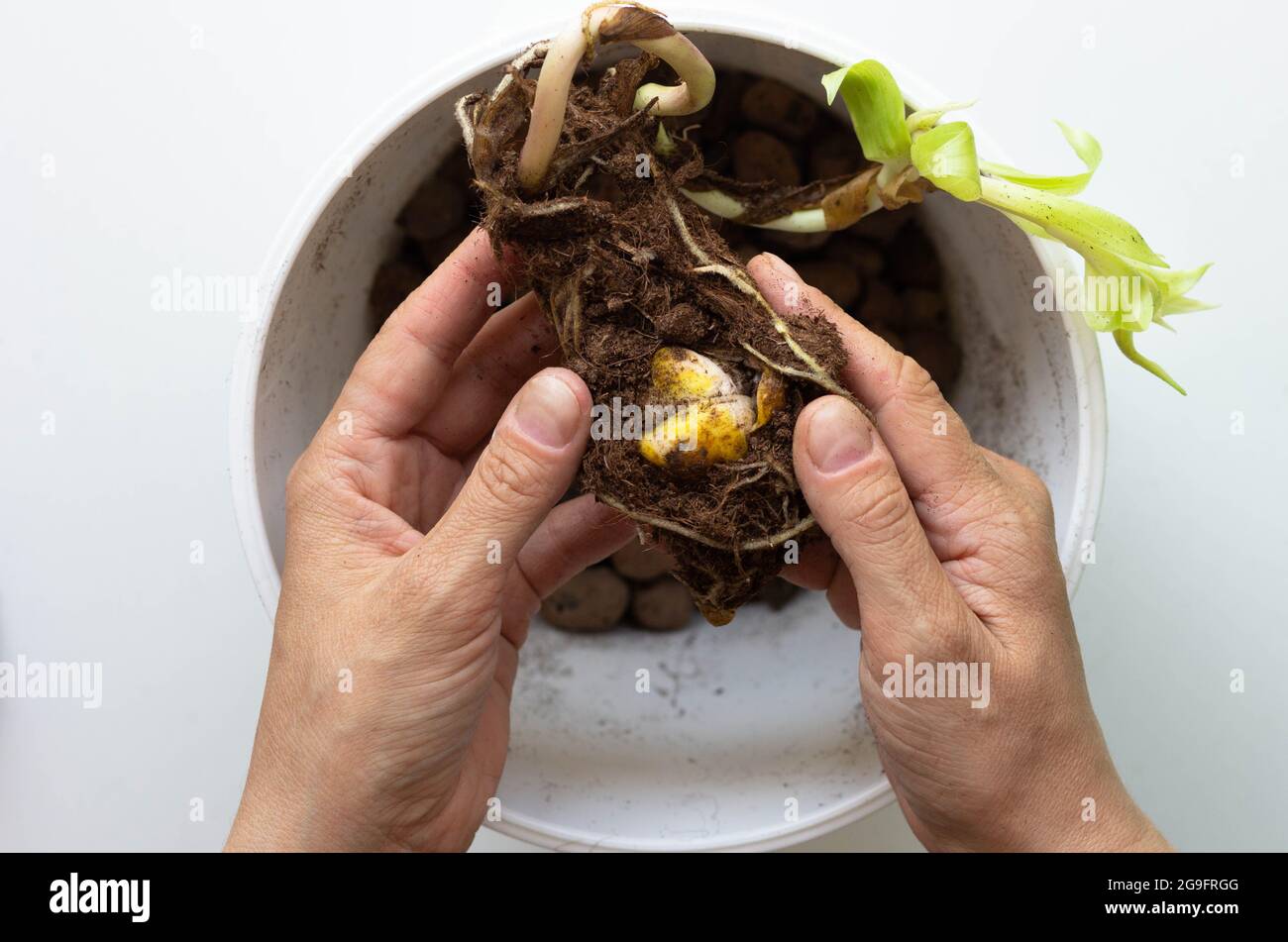 Top view of woman hands holding bulb of lily to plant into pot Stock Photo