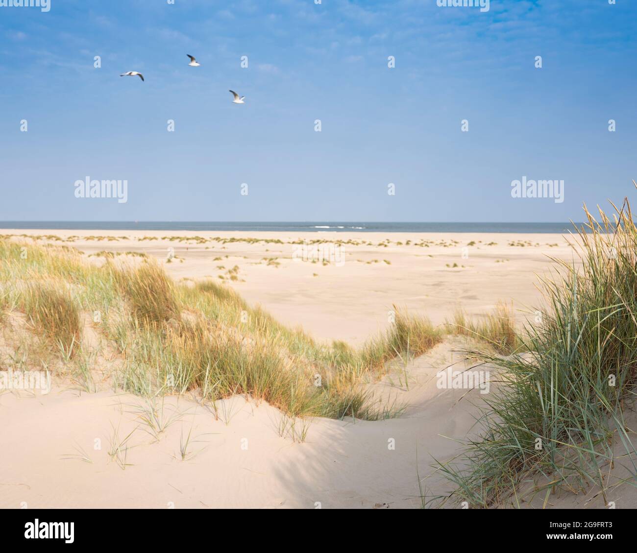 dunes-and-beach-on-dutch-island-of-texel-on-sunny-day-with-blue-sky