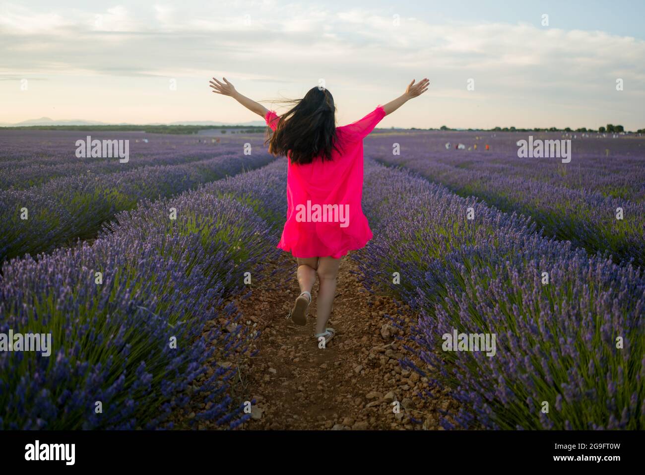 back portrait of young happy and beautiful woman in Summer dress enjoying nature running free and playful outdoors at purple lavender flowers field in Stock Photo