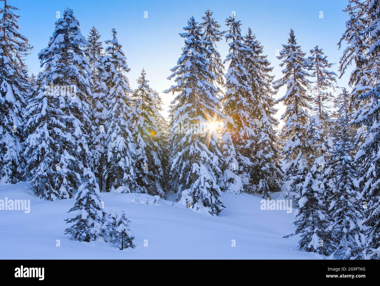 Snow-covered coniferous forest. Switzerland Stock Photo