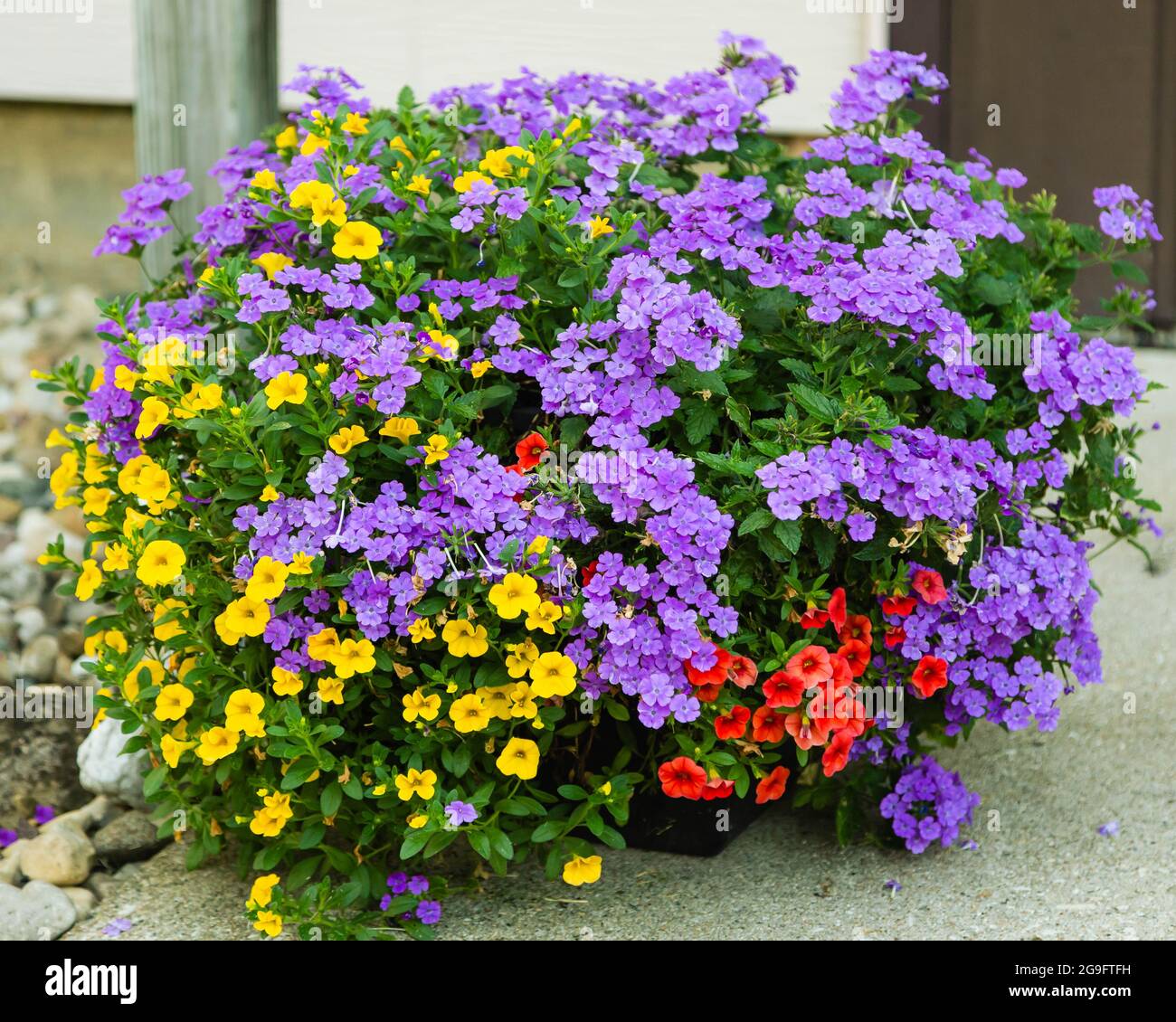 the purple garden phlox is taking over this planter Stock Photo