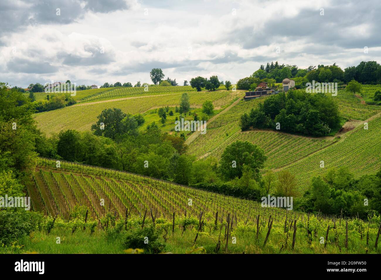 Italian Rural Vinyards Vineyards in Oltrepo Pavese, Lombardy, Italy. Rural landscape at ...