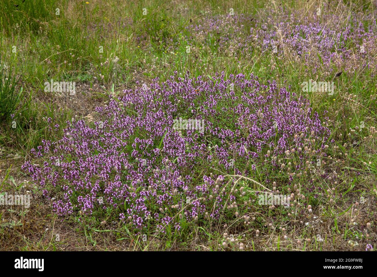 field thyme in the Wahner Heath, Troisdorf, North Rhine-Westphalia, Germany.   Feld-Thymian in der Wahner Heide, Troisdorf, Nordrhein-Westfalen, Deuts Stock Photo