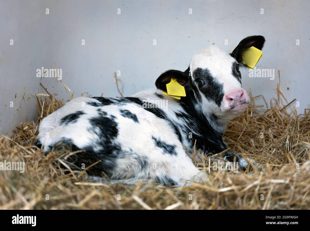 portrait of young black and white spotted calf Stock Photo - Alamy