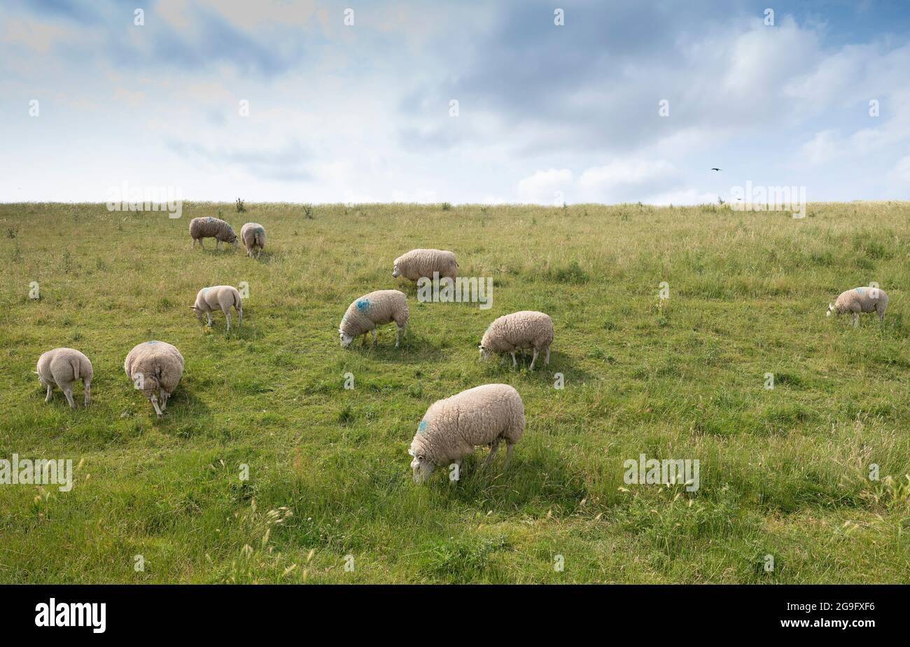 sheep on grass dike under blue sky in the netherlands Stock Photo - Alamy
