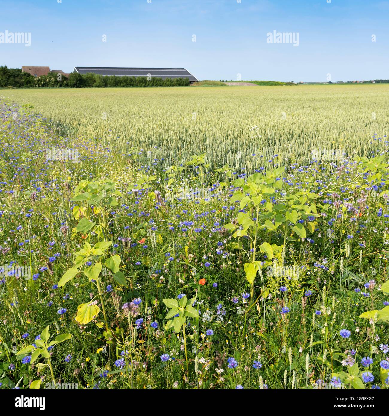 corn field and summer flowers under blue sky on the dutch island of texel under blue summer sky Stock Photo