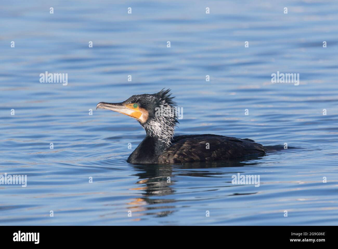 Great Cormorant (Phalacrocorax carbo) in breeding plumage, swimming ...