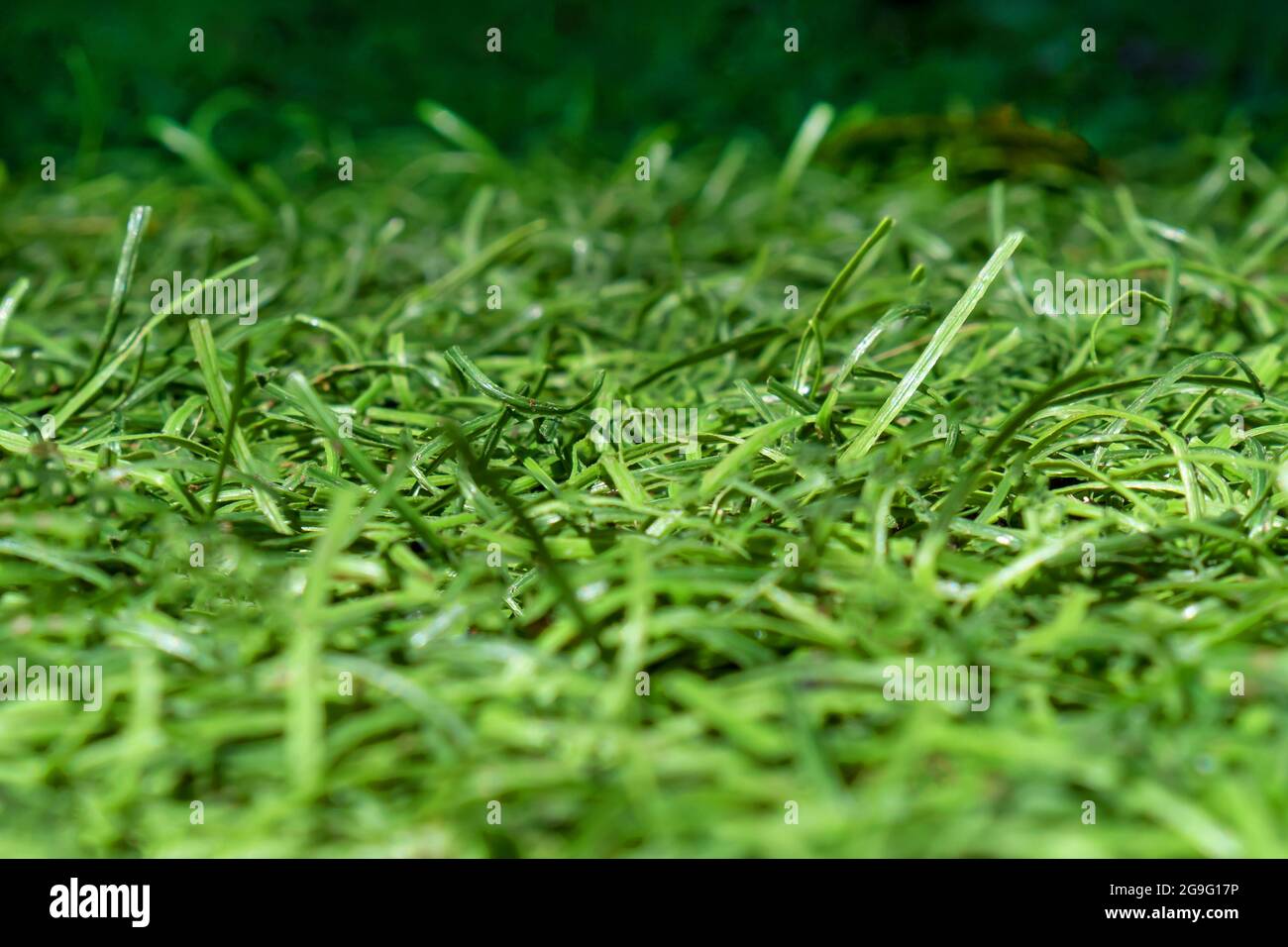 Artificial grass close up hi-res stock photography and images - Alamy