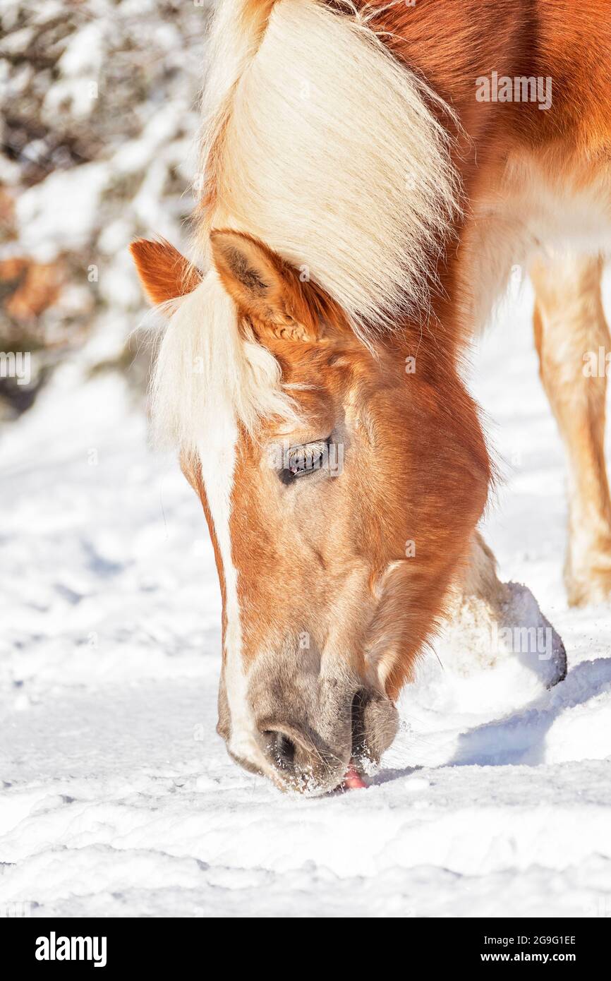 Haflinger Horse. Mare eating snow. Austria Stock Photo