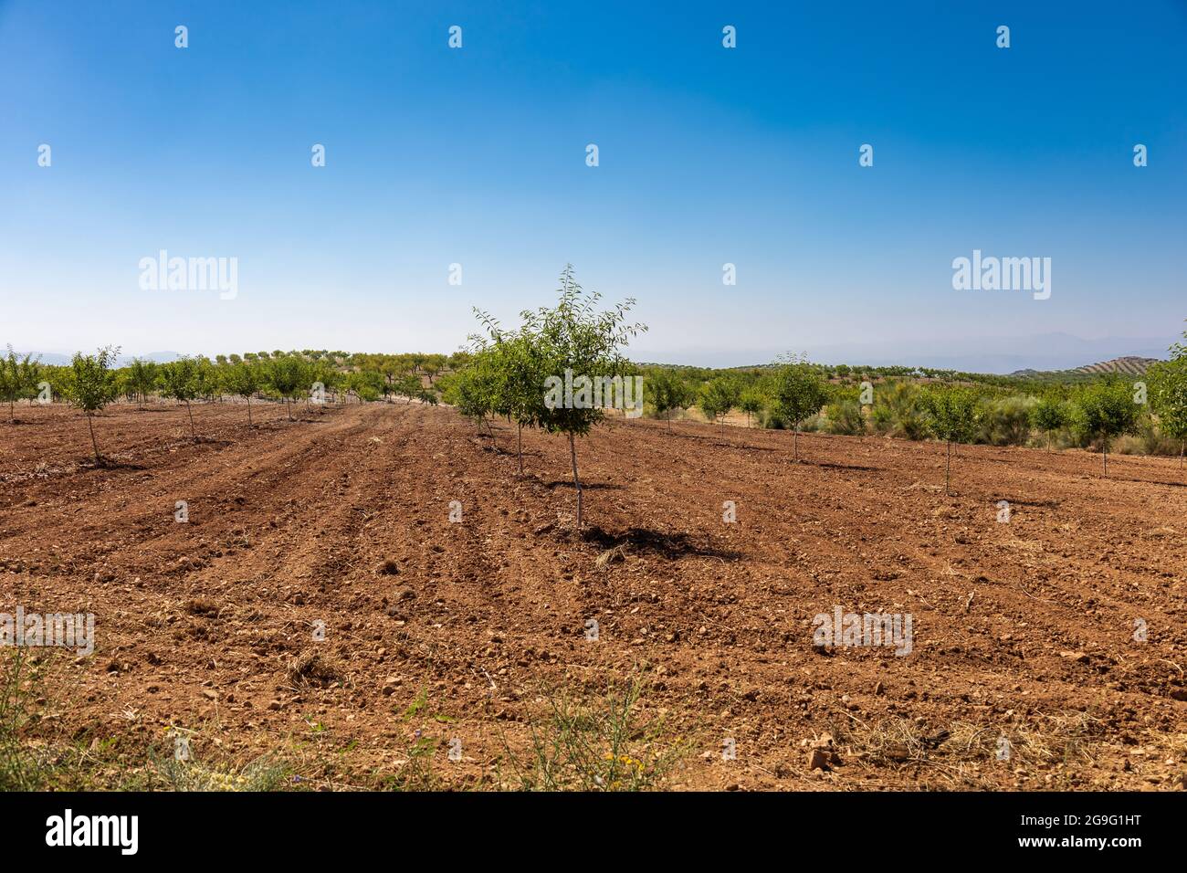 Olea europaea, Newly Planted Olive Trees in the Andalusian Countryside Spain Stock Photo