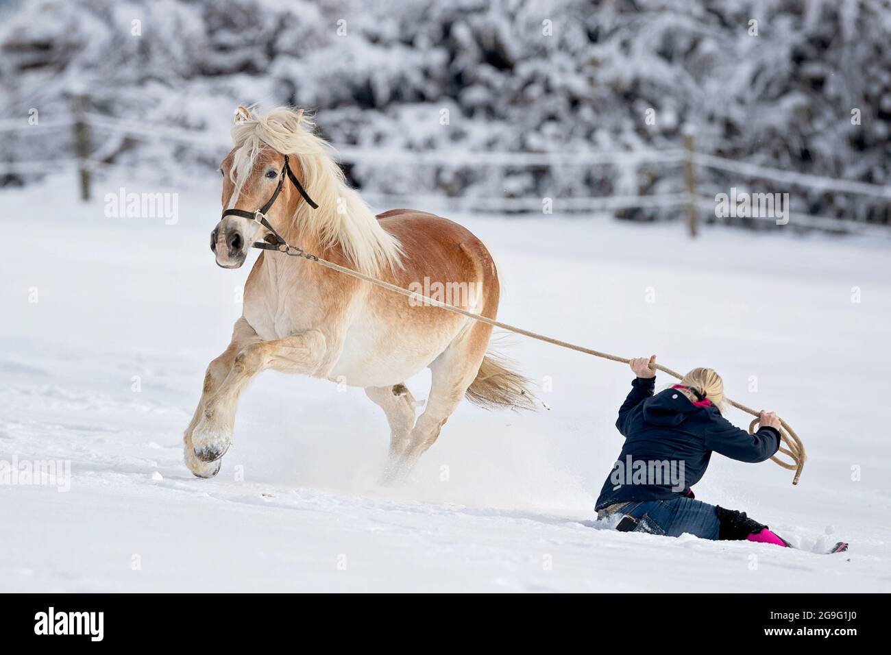 Haflinger Horse resists to be lead and bolts. Austria Stock Photo