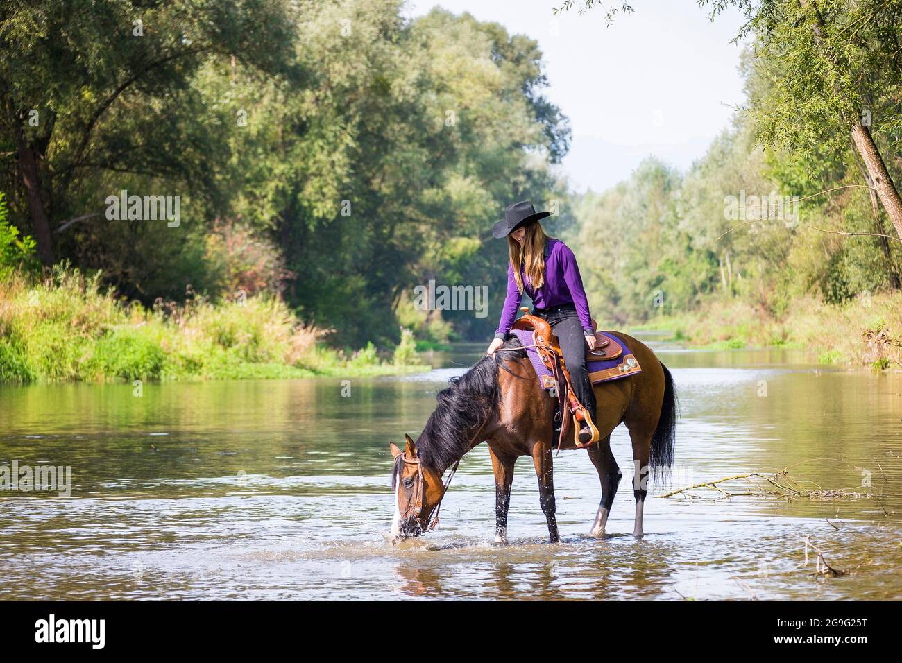 Horse drinking water from stream hires stock photography and images