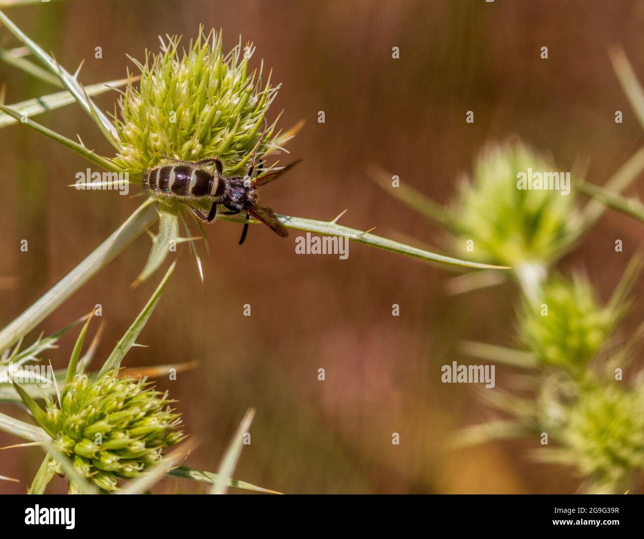 Colpa quinquecincta, Scoliid Wasp on the plant Eryngium campestre Stock