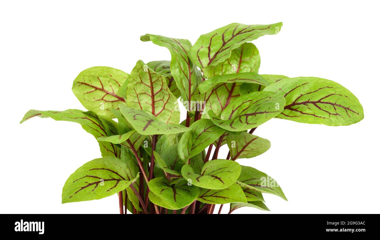 Red-veined sorrel plant isolated on white background Stock Photo