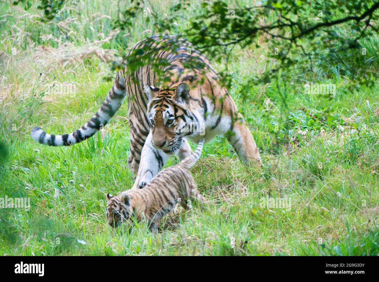 One of three Amur tiger cubs, who were born in March, with father Yuri, out  into public view at Edinburgh Zoo, after their new enclosure was opened by  Booker Prize-winning Author Yann