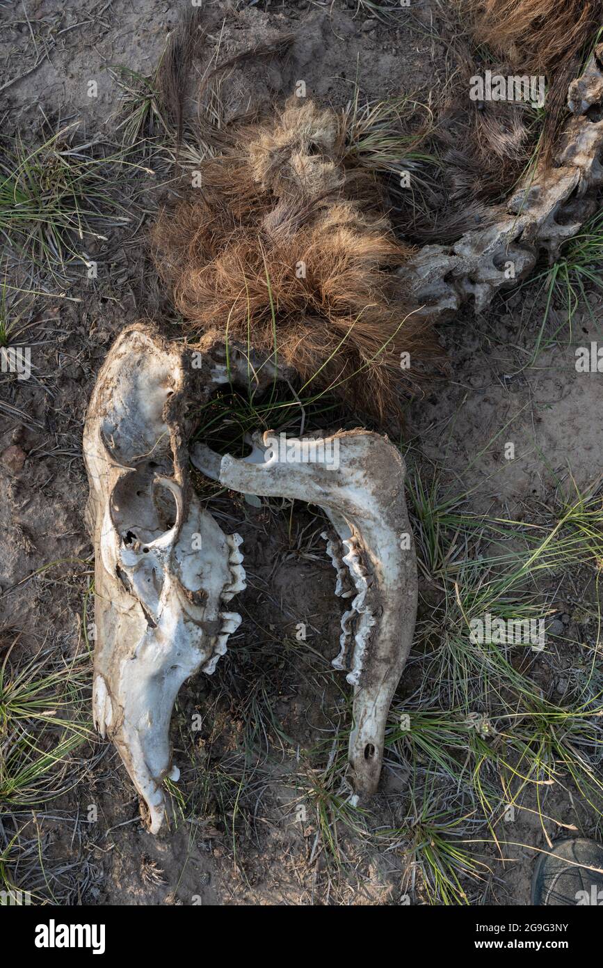 A gruesome closeup of skull, vertebrae, and hair of an elk, the remains of a cat kill, in Northern New Mexico. Stock Photo
