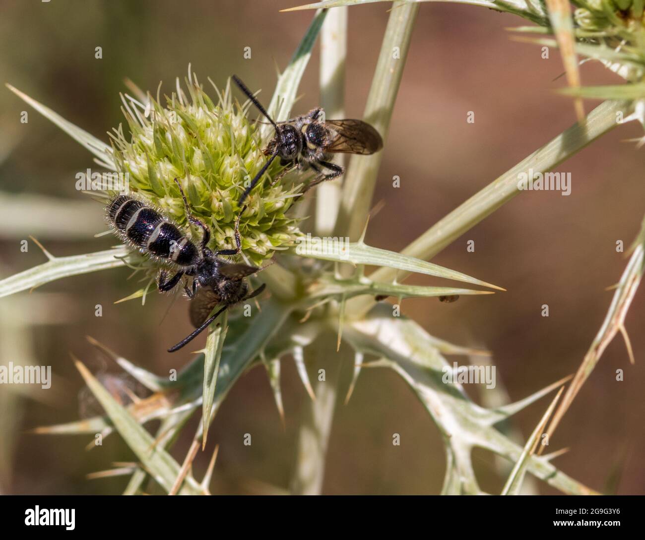 Colpa quinquecincta, Scoliid Wasp on the plant Eryngium campestre Stock
