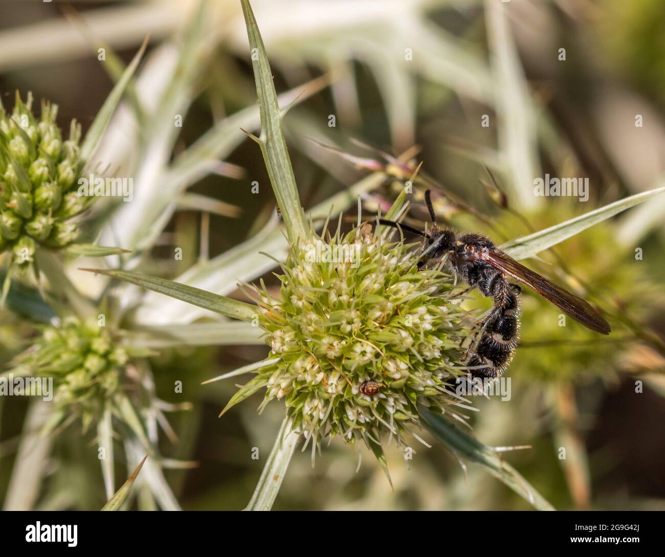 Colpa quinquecincta, Scoliid Wasp on the plant Eryngium campestre Stock