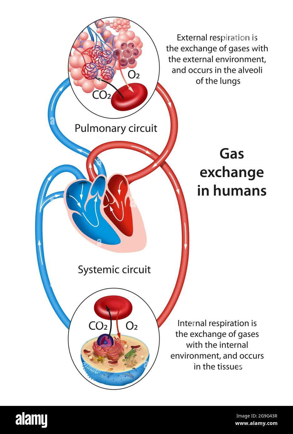 Gas exchange occurs at two sites in the body: in the lungs and at the tissues Stock Photo