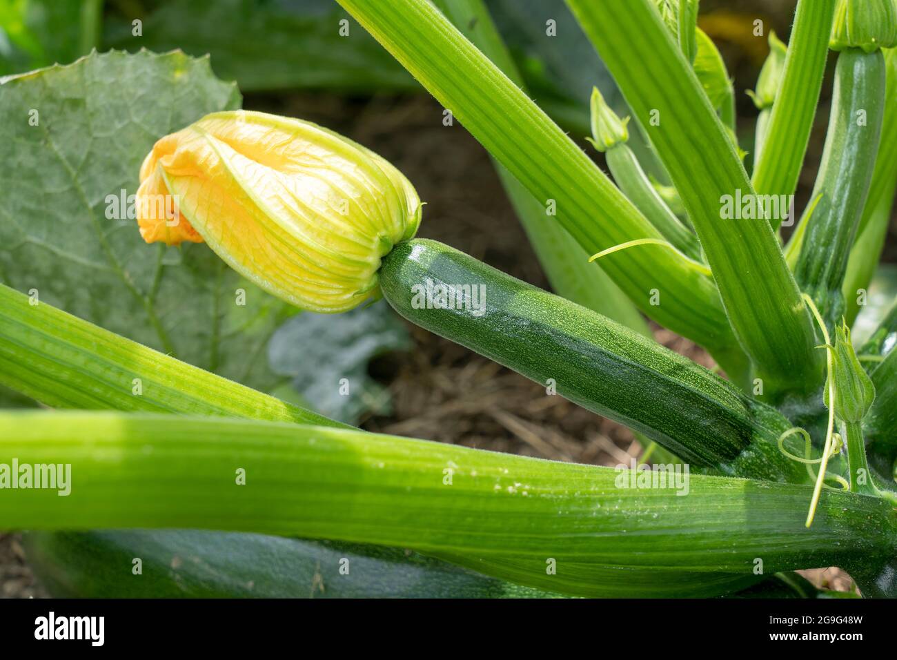 Zucchini (Cucurbita pepo). Female flower on the end of an emergent