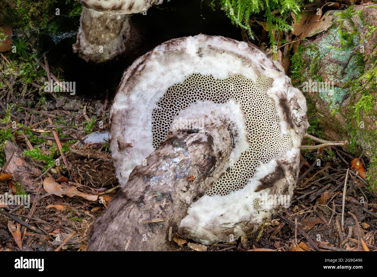 Detail shot of the bottom of a Old Man of the Woods Mushroom Strobilomyces strobilaceus in the moss Stock Photo