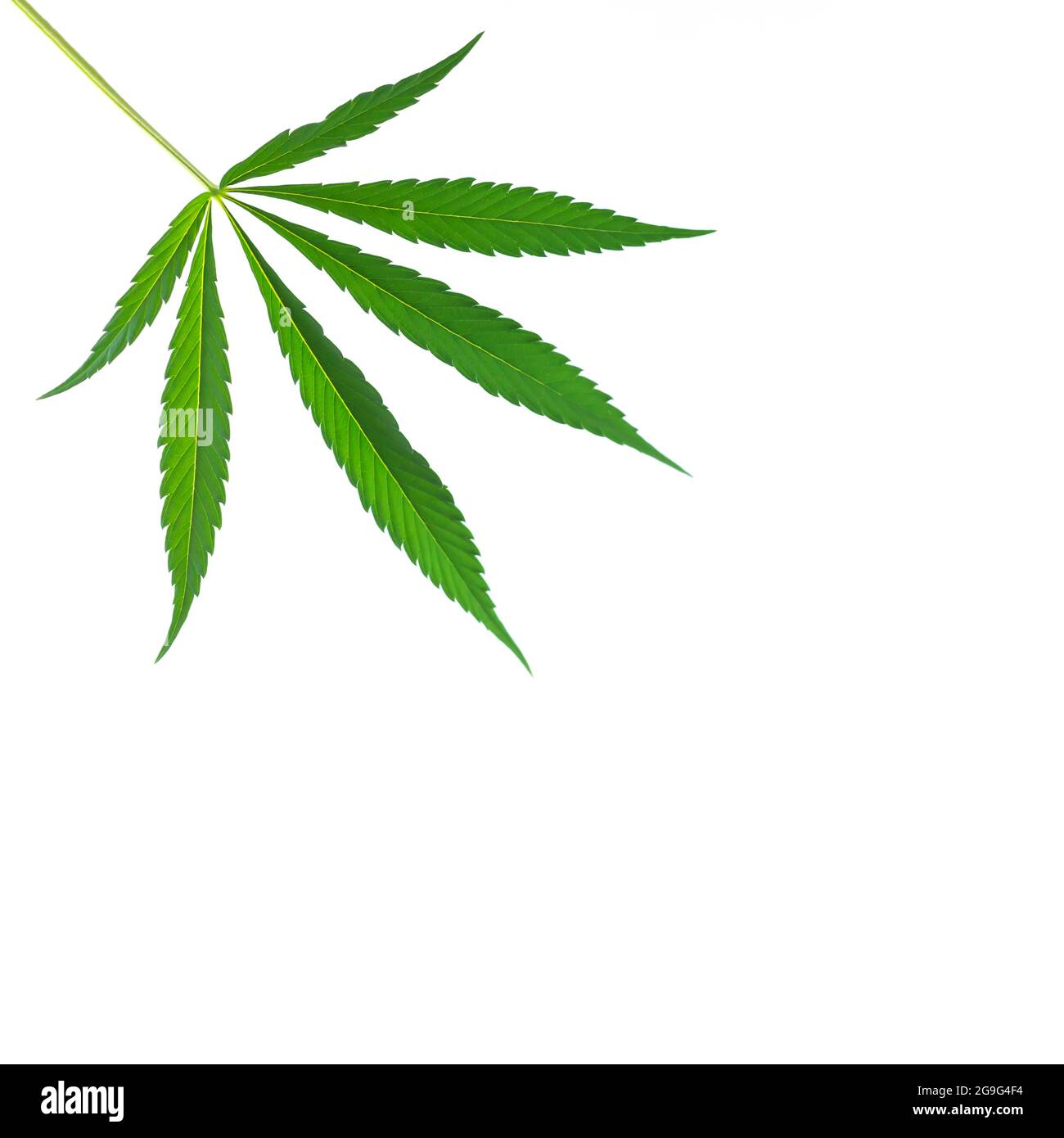 Hemp or cannabis single leaf isolated on white background Stock Photo