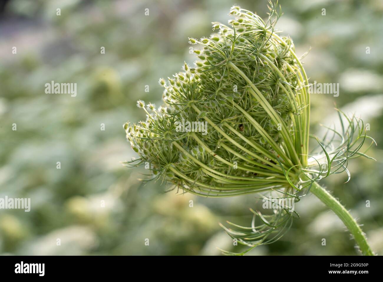 wild-carrot-daucus-carota-subsp-carota-fruit-cluster-containing