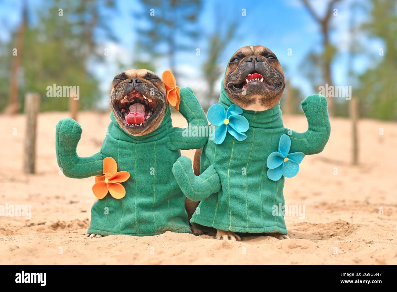 French Bulldog dog dressed up with cactus costumes with fake arms and