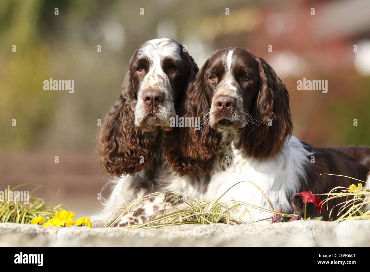 springer spaniel winter coat