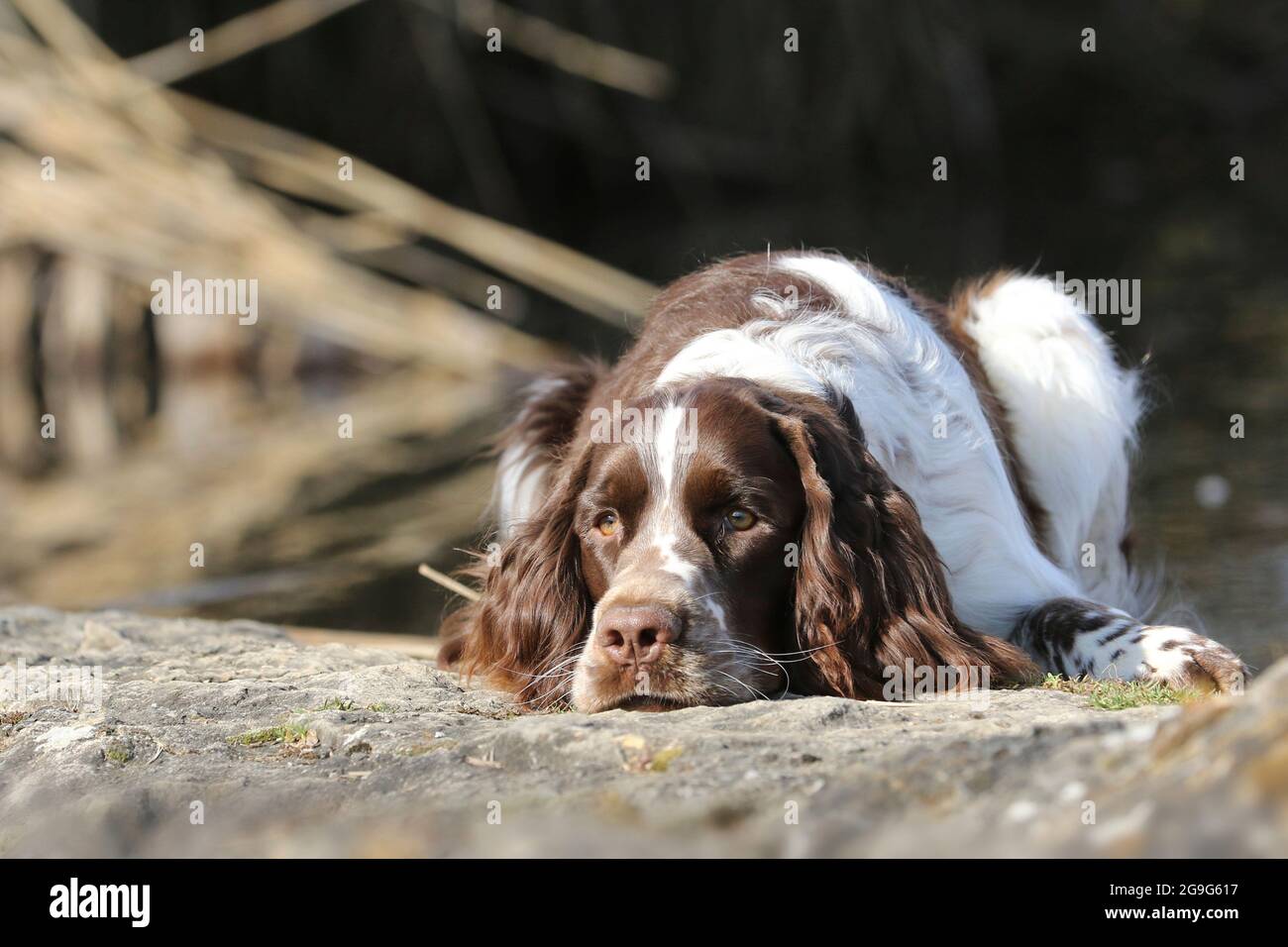 English Springer Spaniel (male, 9 month old) lying on a rock. Germany Stock Photo