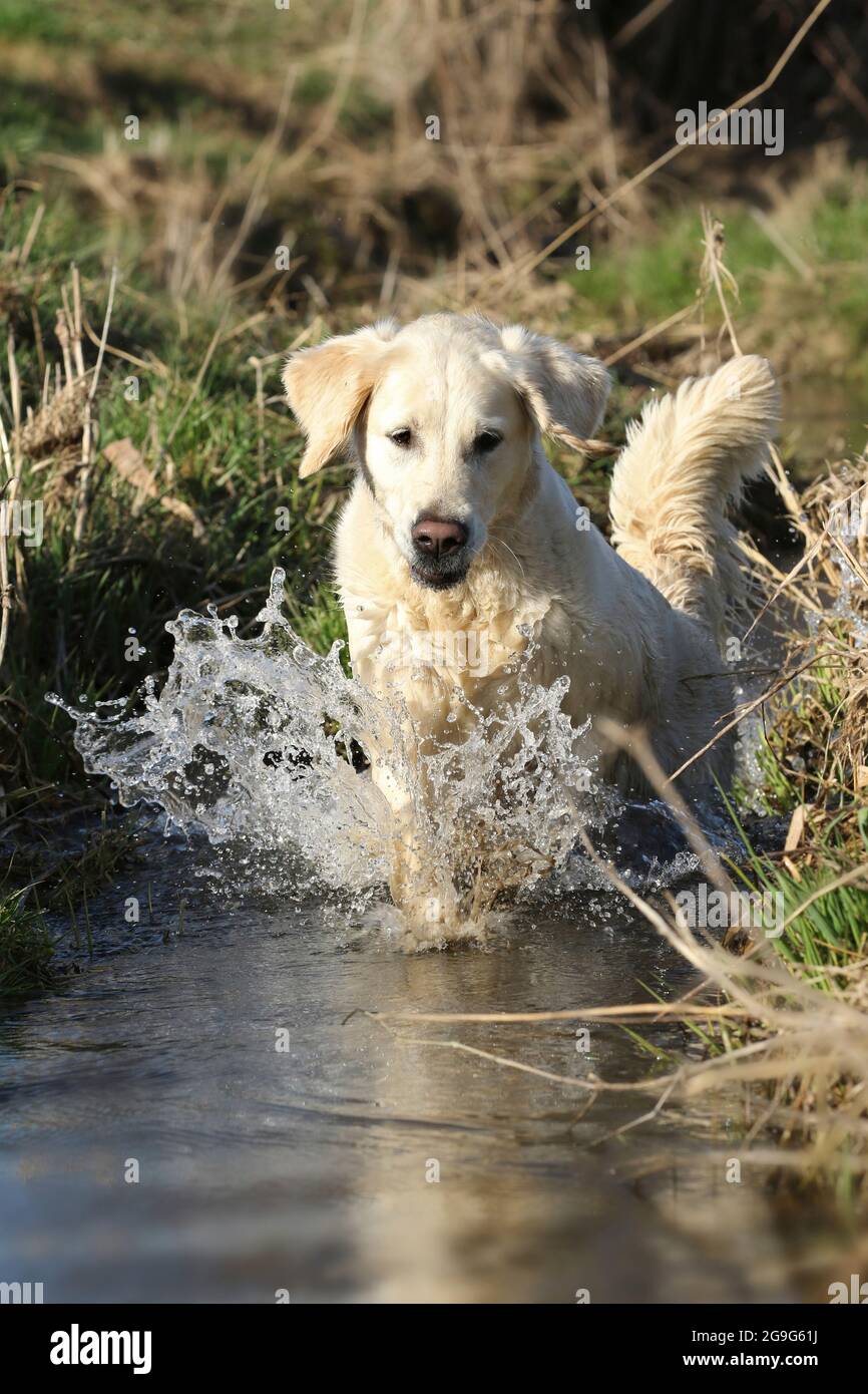 Golden Retriever. Female (5 years old) running in water. Germany Stock Photo